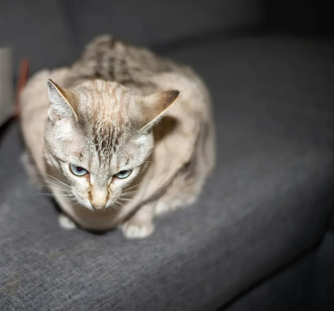 Elimination Outside the Litter Box (Image Credits: Unsplash)