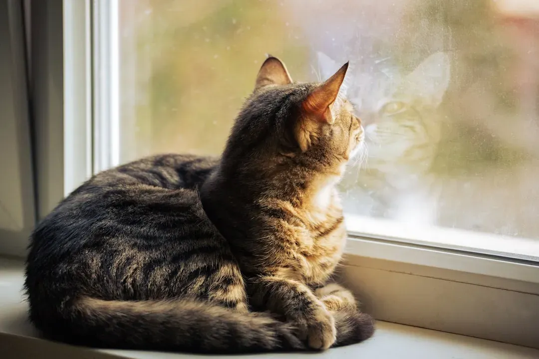 Conclusion: Choose With Eyes Wide Open (Image Credits: Unsplash)