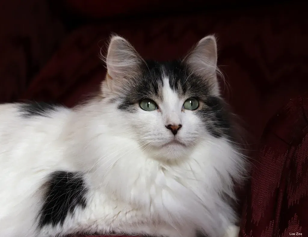 #9 - Not Every Cat Does This, and That's Completely Normal (Lisa Zins, Flickr, CC BY 2.0)