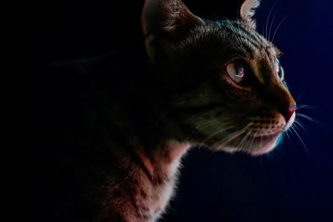 Charlie (Image Credits: Unsplash)