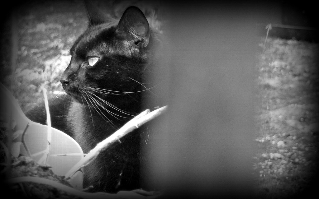 Celtic Cat Sìth: Mystical Soul Guardians (Image Credits: Flickr)