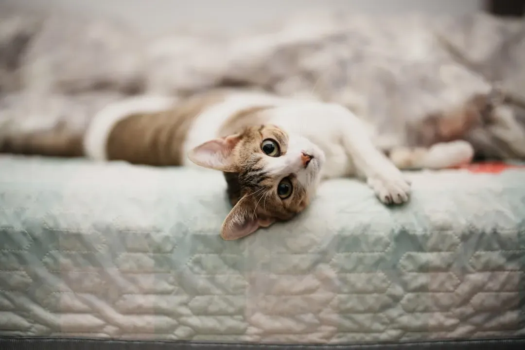 8. The Mattress (Image Credits: Unsplash)