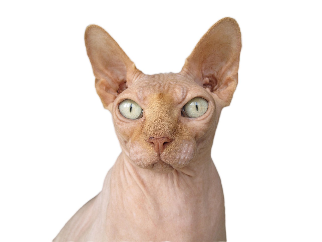 Sphynx Cats: Hairless Cuddle Seekers (Image Credits: Pixabay)