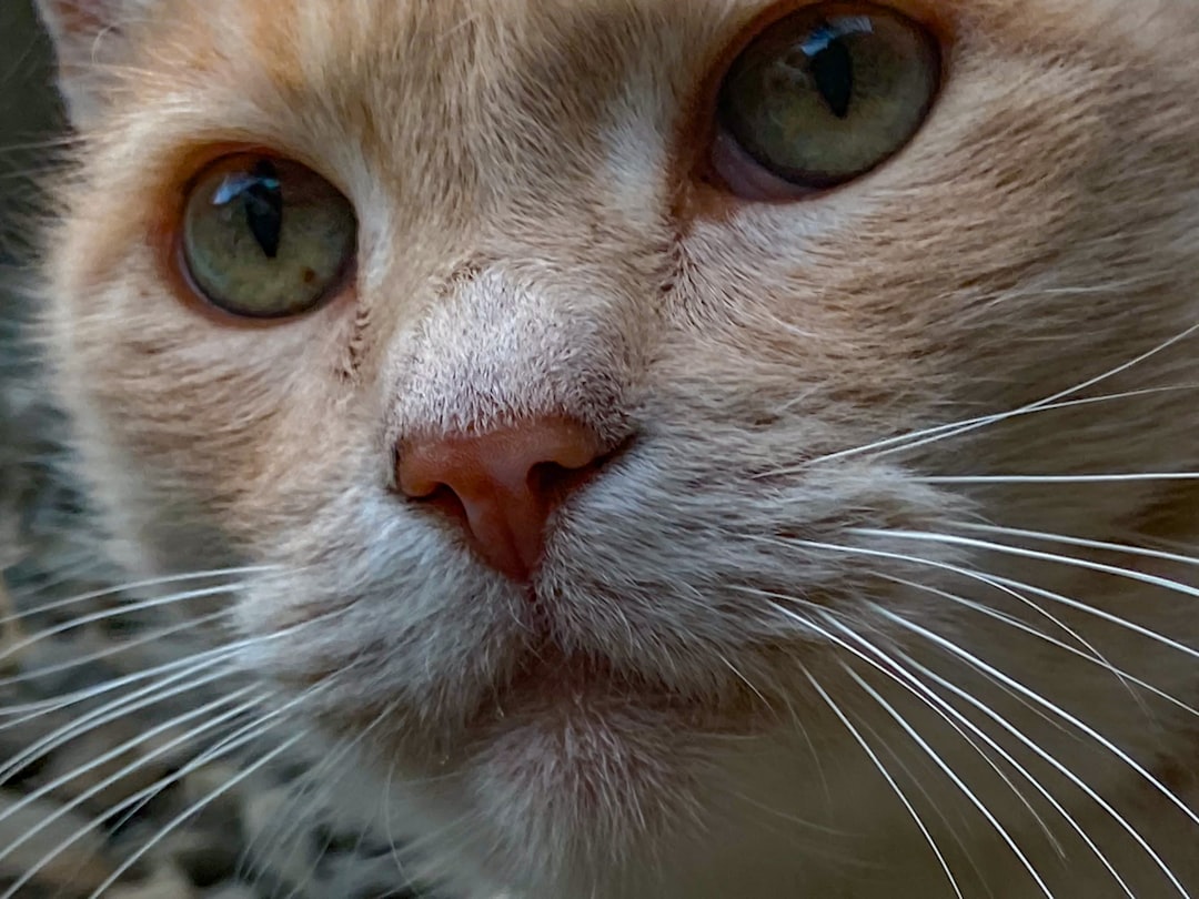 Attention to Their Whisker Communications - Those Tiny Mood Indicators (Image Credits: Unsplash)