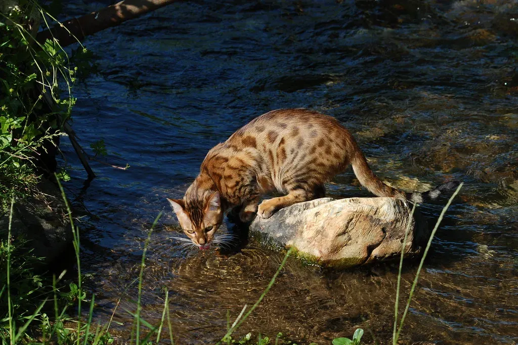 Bengal Cats Love Water and Heat (Image Credits: Flickr)