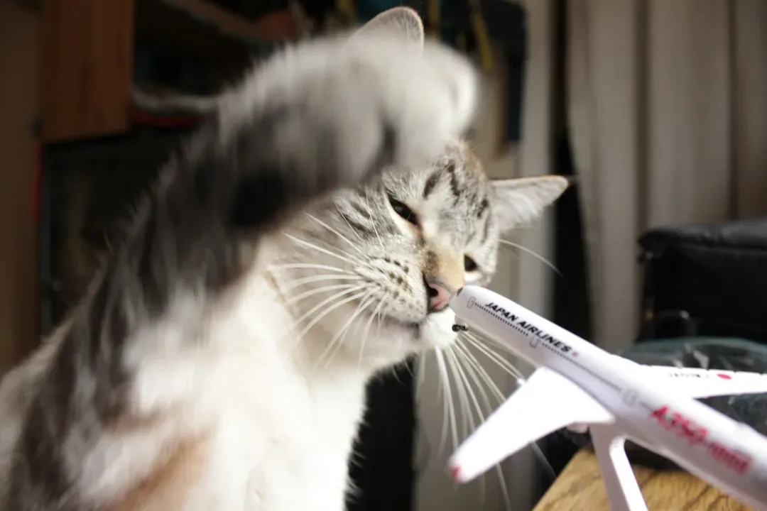 Pens and Small Objects: The Irresistible Batting Victims (Image Credits: Unsplash)