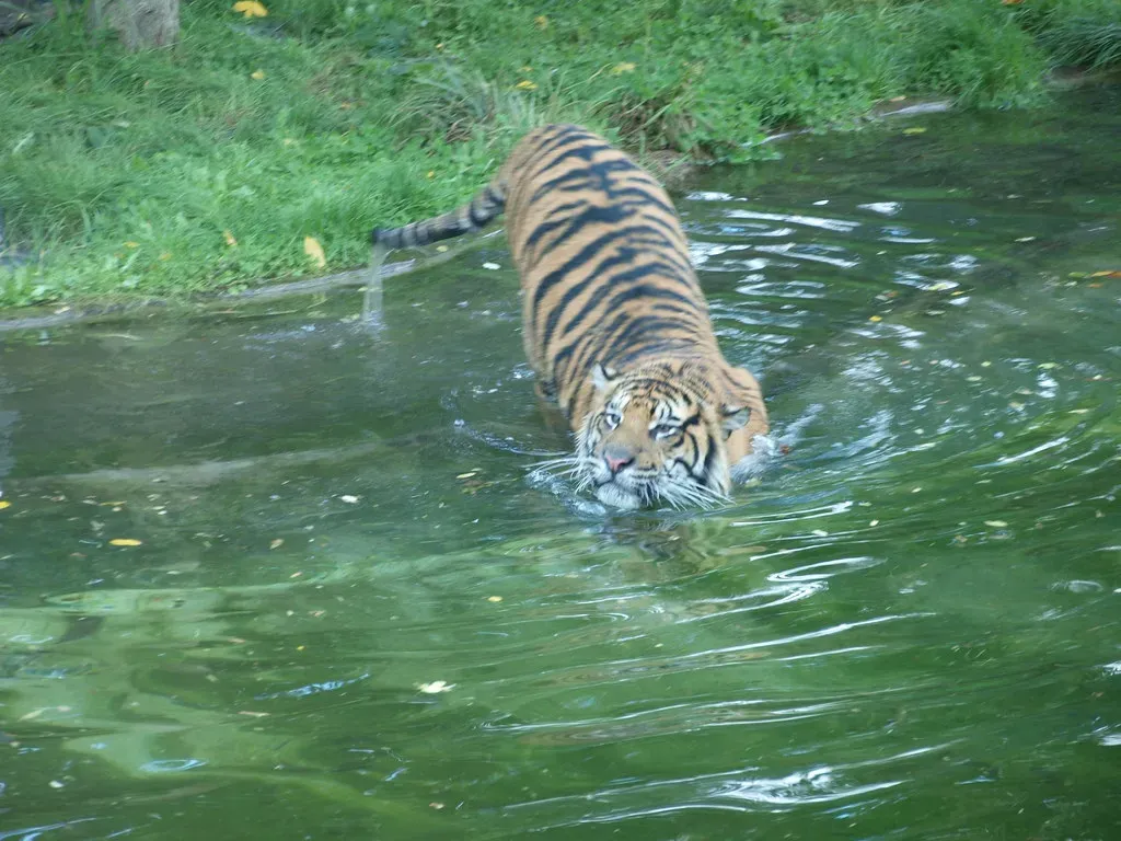 #3 Prey animals gather at water, and tigers know it (Nigel Swales - 2, Flickr, CC BY-SA 2.0)