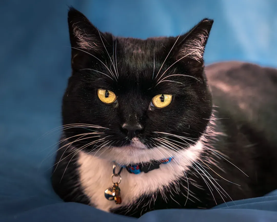 They're Reading Your Energy Like a Book (Image Credits: Unsplash)