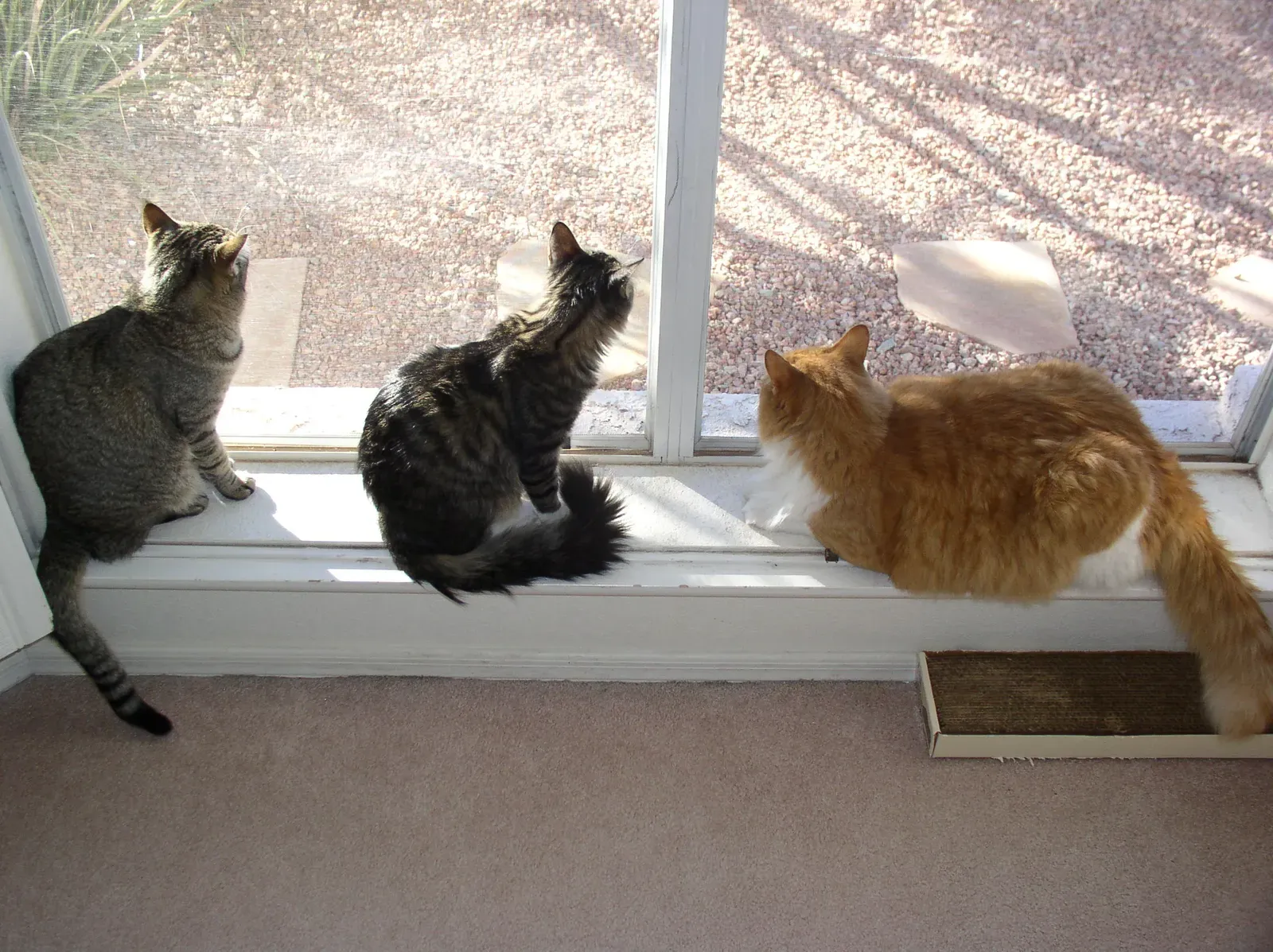 Myth 8: Indoor Living Means Cats Don't Need Access to Outdoors at All (Image Credits: Wikimedia)