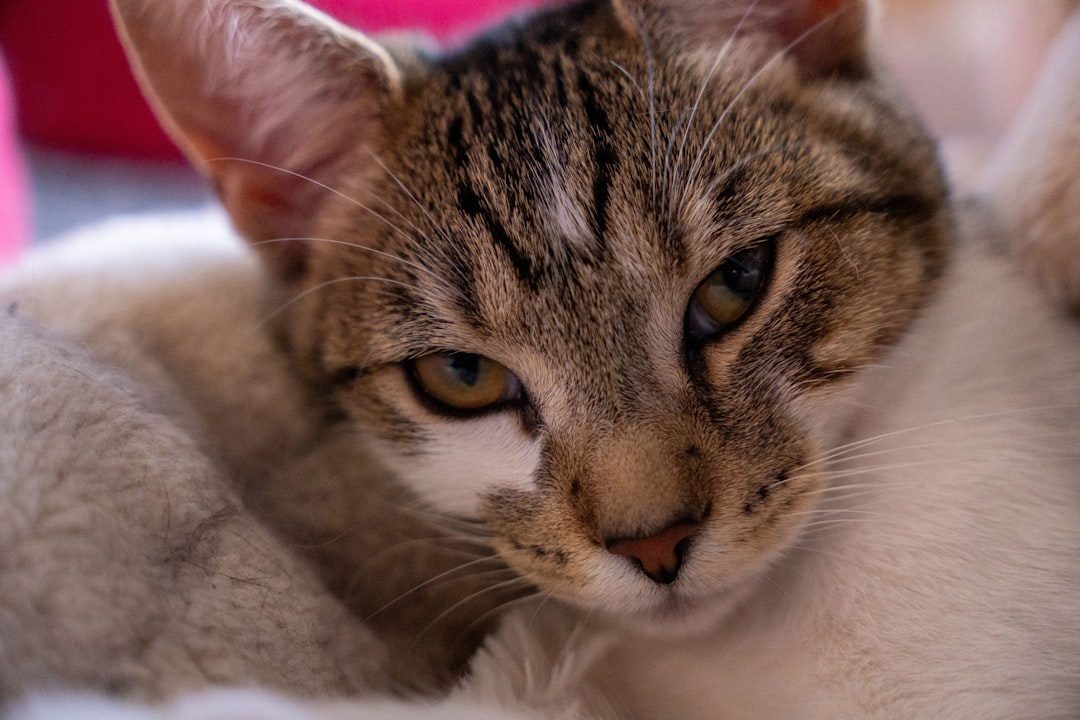 Finding Your Perfect Playful Companion (Image Credits: Unsplash)