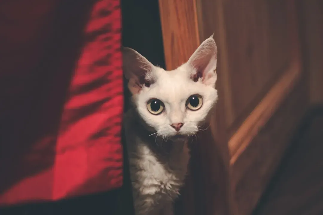 #5 Devon Rex (Image Credits: Unsplash)