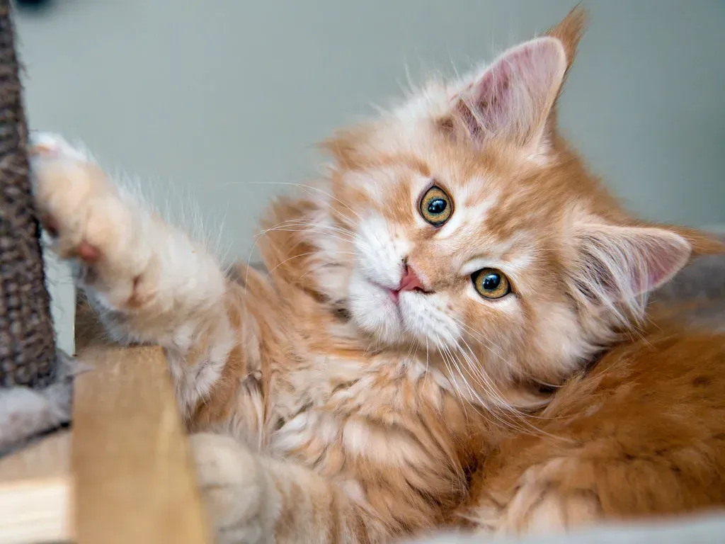 Never Hold Eye Contact for Too Long (Image Credits: Flickr)