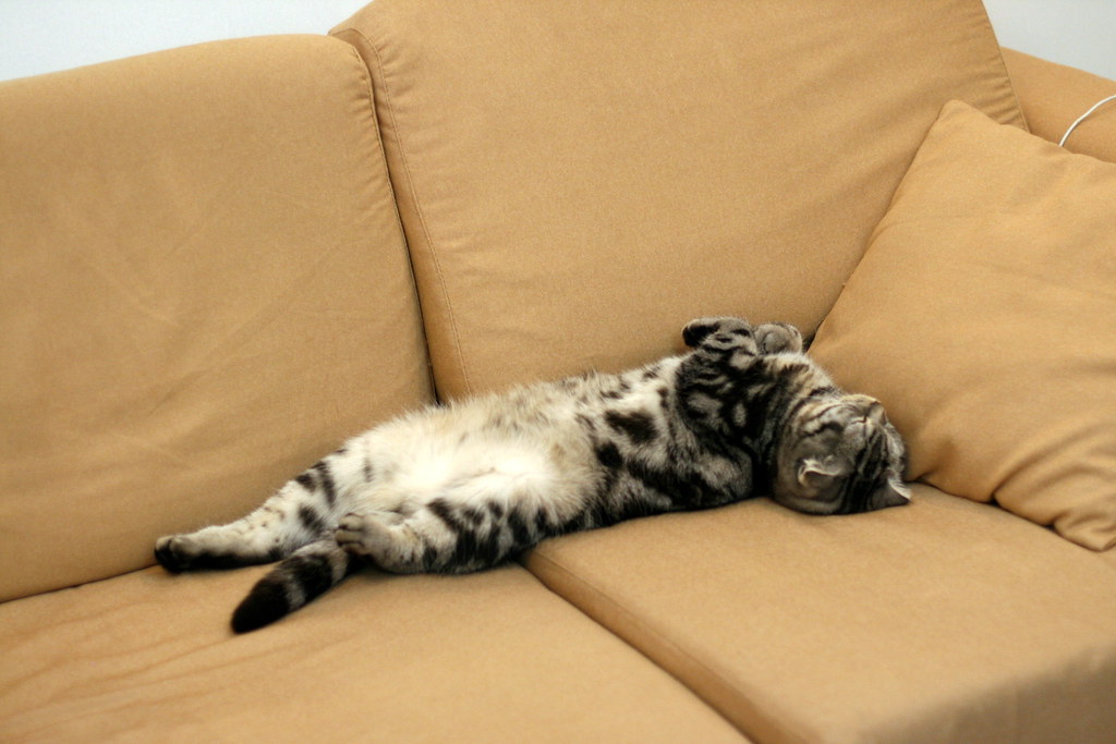 Scottish Fold Cats (Image Credits: Flickr)