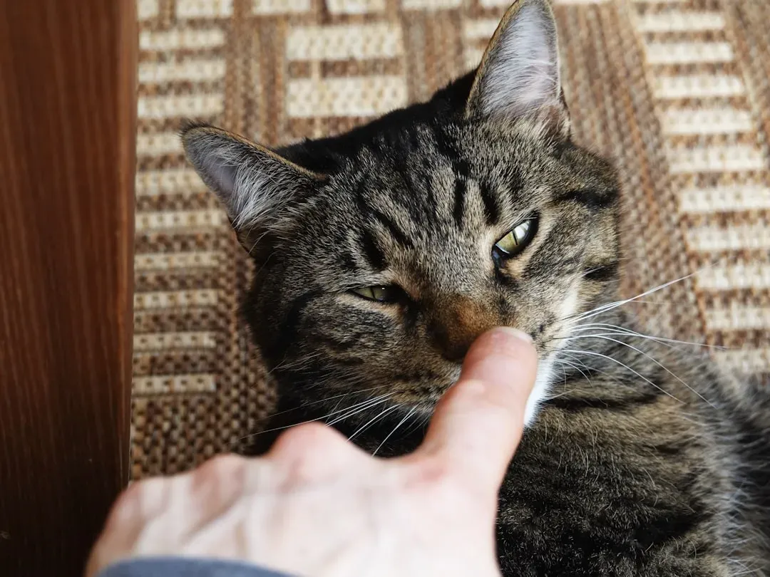 They Can Actually Read Your Mood (Image Credits: Unsplash)