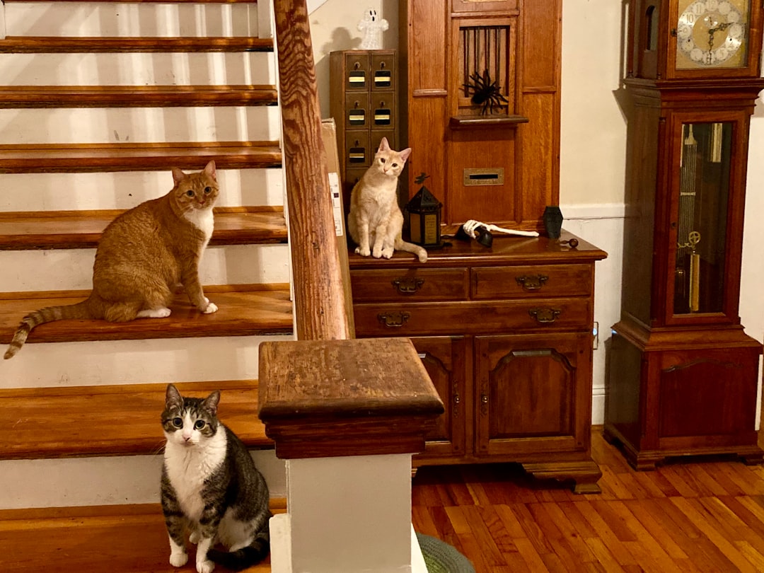 Multi-Cat Household Dynamics (Image Credits: Unsplash)