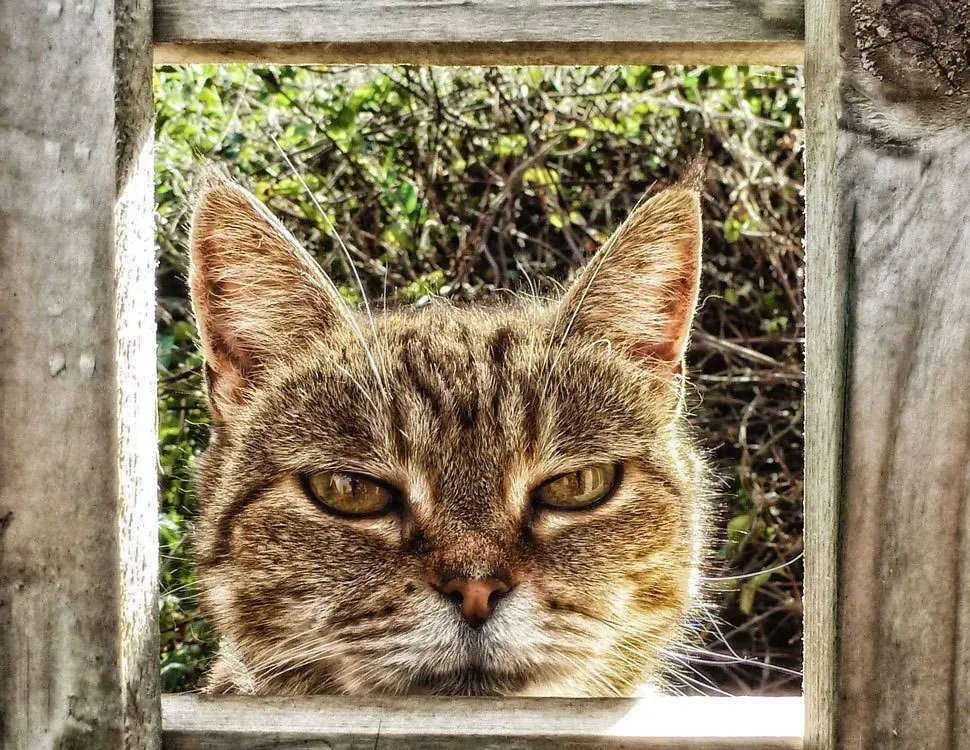 Conclusion: The Case Is Closed (flintman45, Flickr, CC BY-SA 2.0)