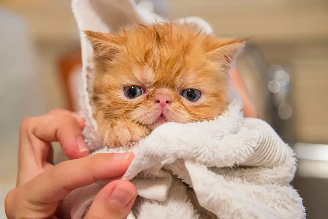 Exotic Shorthair: The Easy-Care Snuggler (Image Credits: Unsplash)