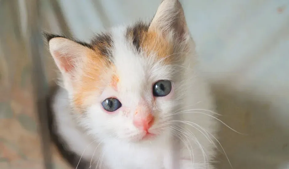 They Use "Baby Face" Science Against You (Image Credits: Pexels)