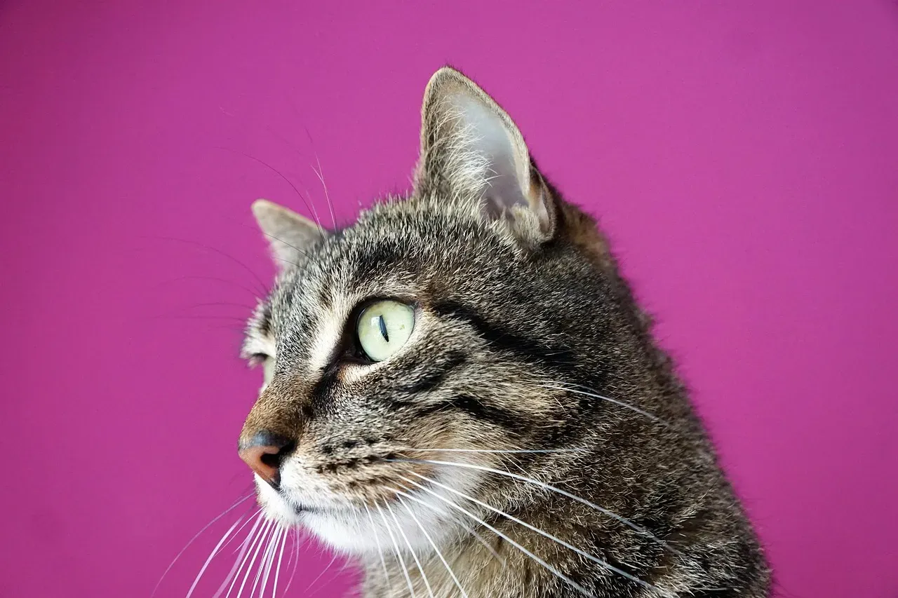 Your Unpredictable Behavior Is Freaking Them Out (Image Credits: Pixabay)