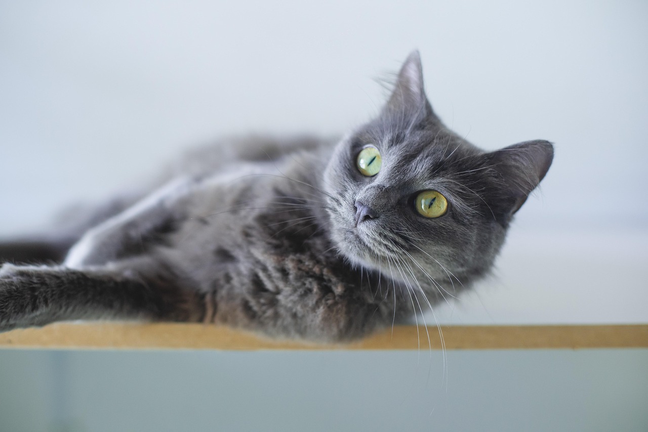 Gemini: Russian Blue Breeds Create Social Conflicts (Image Credits: Pixabay)
