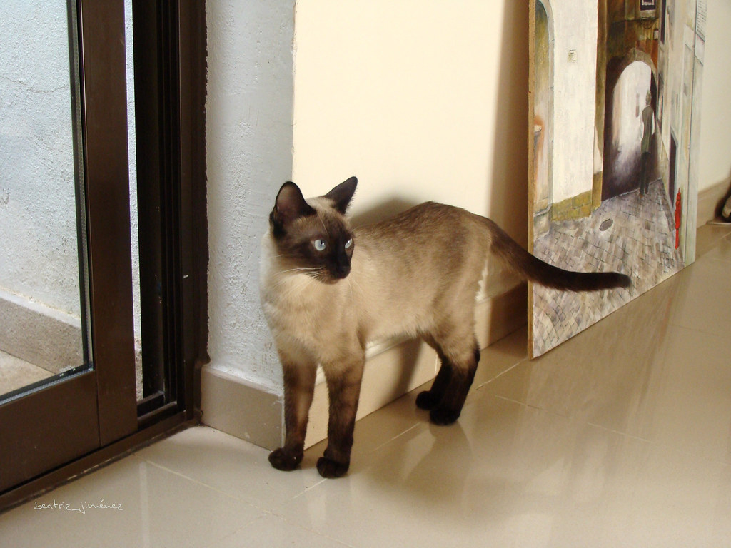 Siamese (Image Credits: Flickr)