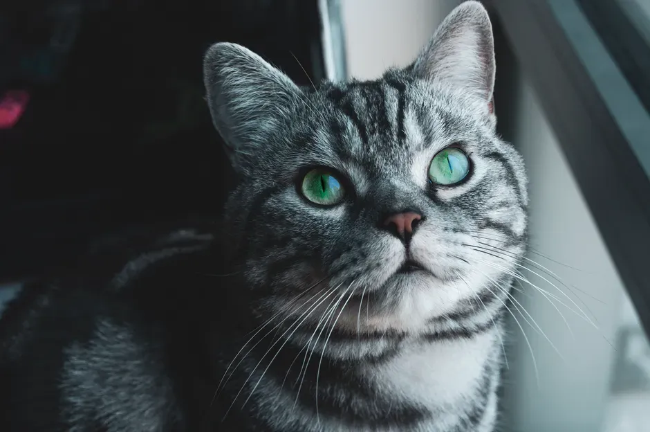 #15 - The American Shorthair's Steady Shift to Serenity (Image Credits: Pexels)