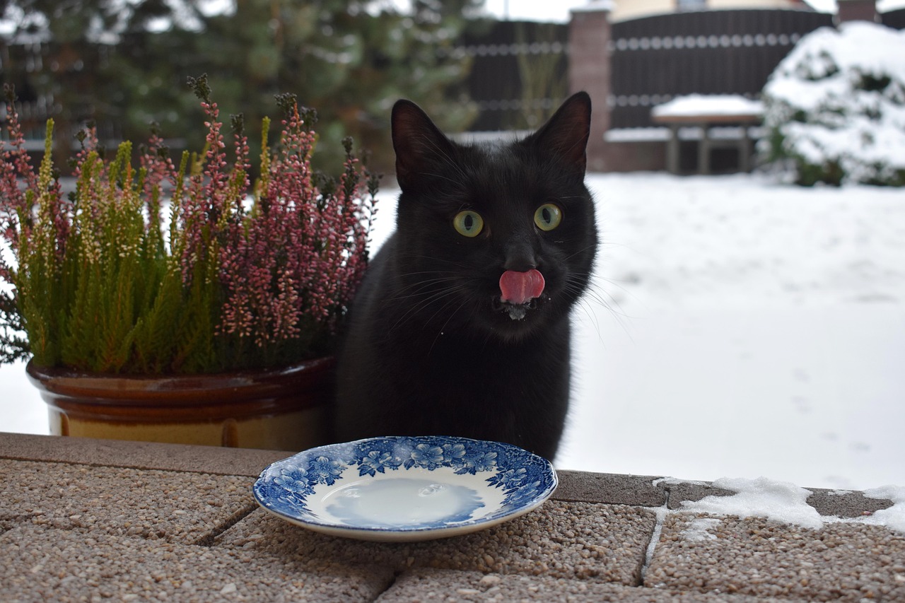 Adjusting Your Cat's Diet for Winter (Image Credits: Pixabay)