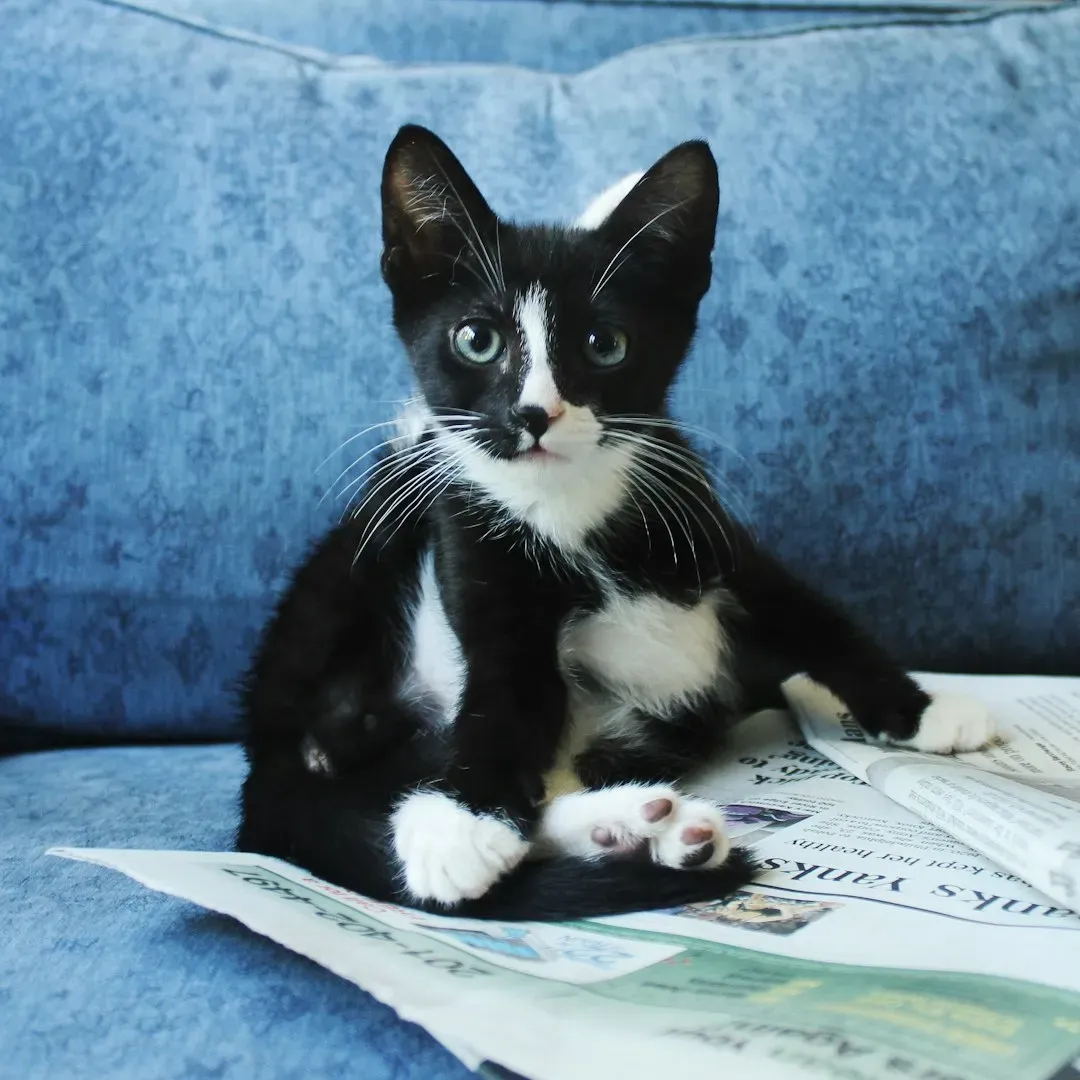 2. Paper and Newspapers: The Reading Interruption Machine (Image Credits: Unsplash)