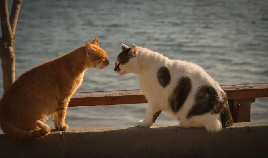 #1 Cats Rarely Meow to Other Adult Cats (Image Credits: Pexels)