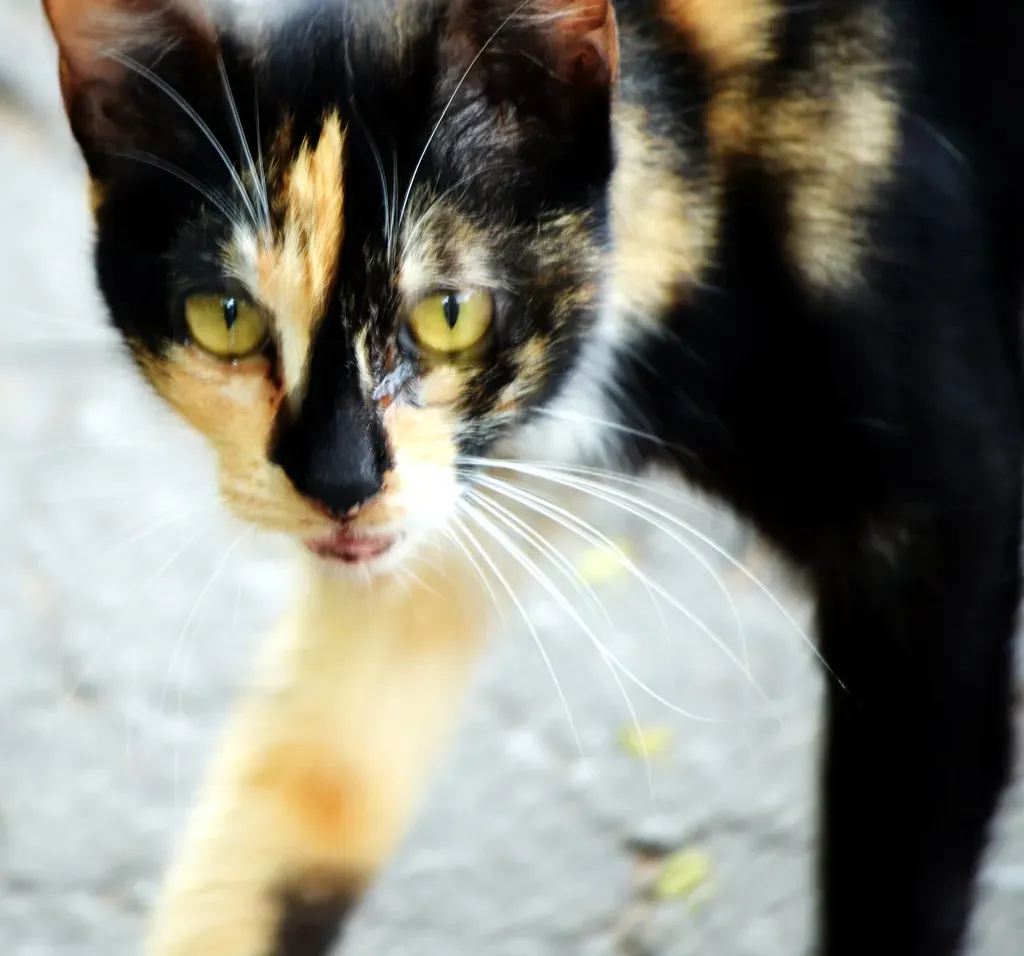 Your Home's Invisible Security System (Image Credits: Flickr)