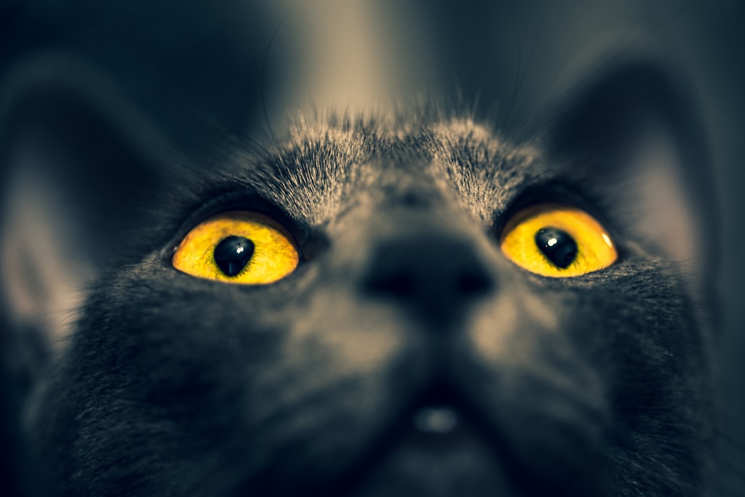 Reading Your Cat's Eye Contact Comfort Level (Image Credits: Unsplash)