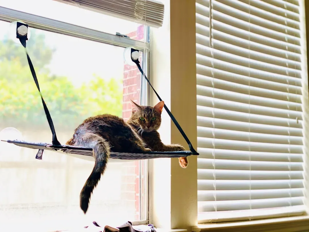 Install A Window Perch For Entertainment (Image Credits: Unsplash)