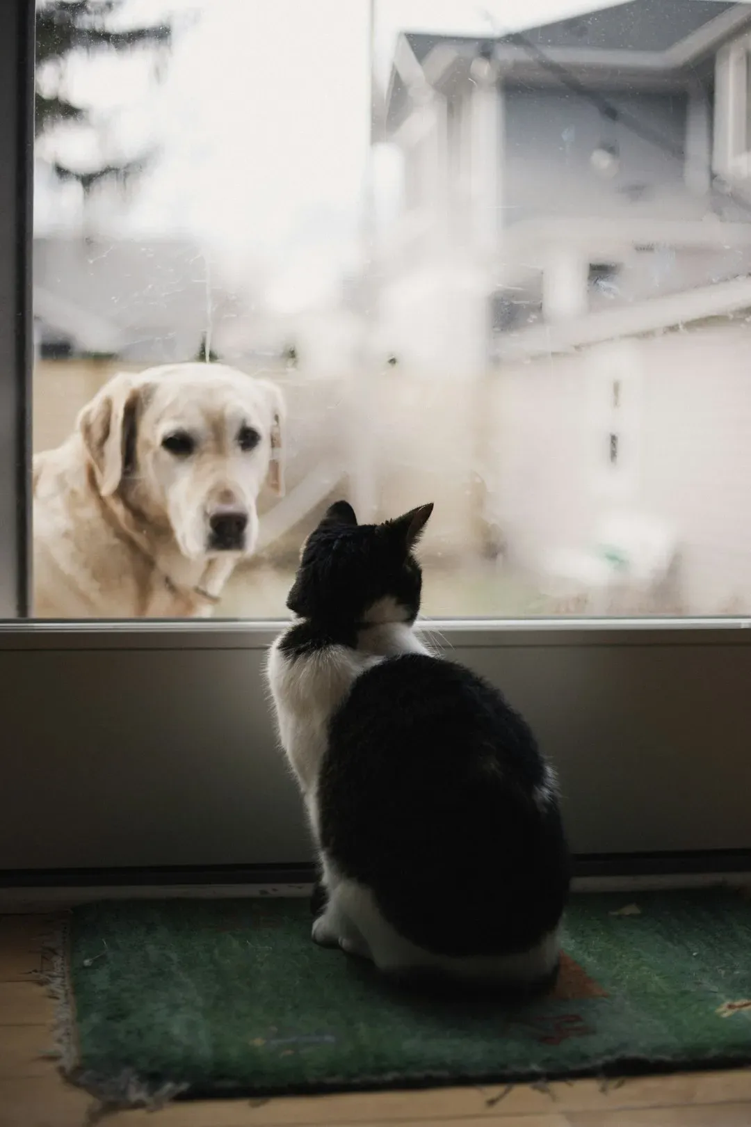 #6 Other cats, dogs, or neighborhood animals (Image Credits: Unsplash)