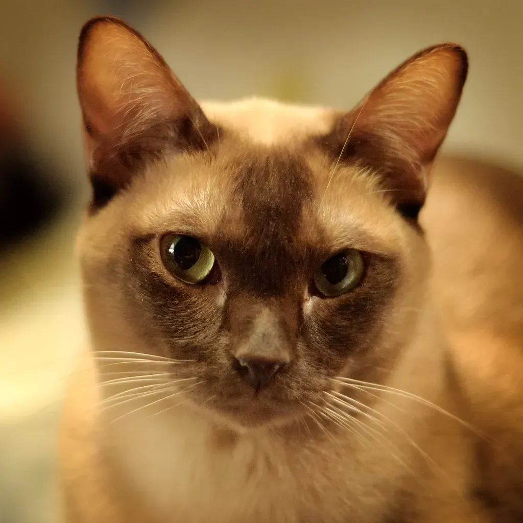 Burmese: The People-Pleasing Performer (Image Credits: Flickr)