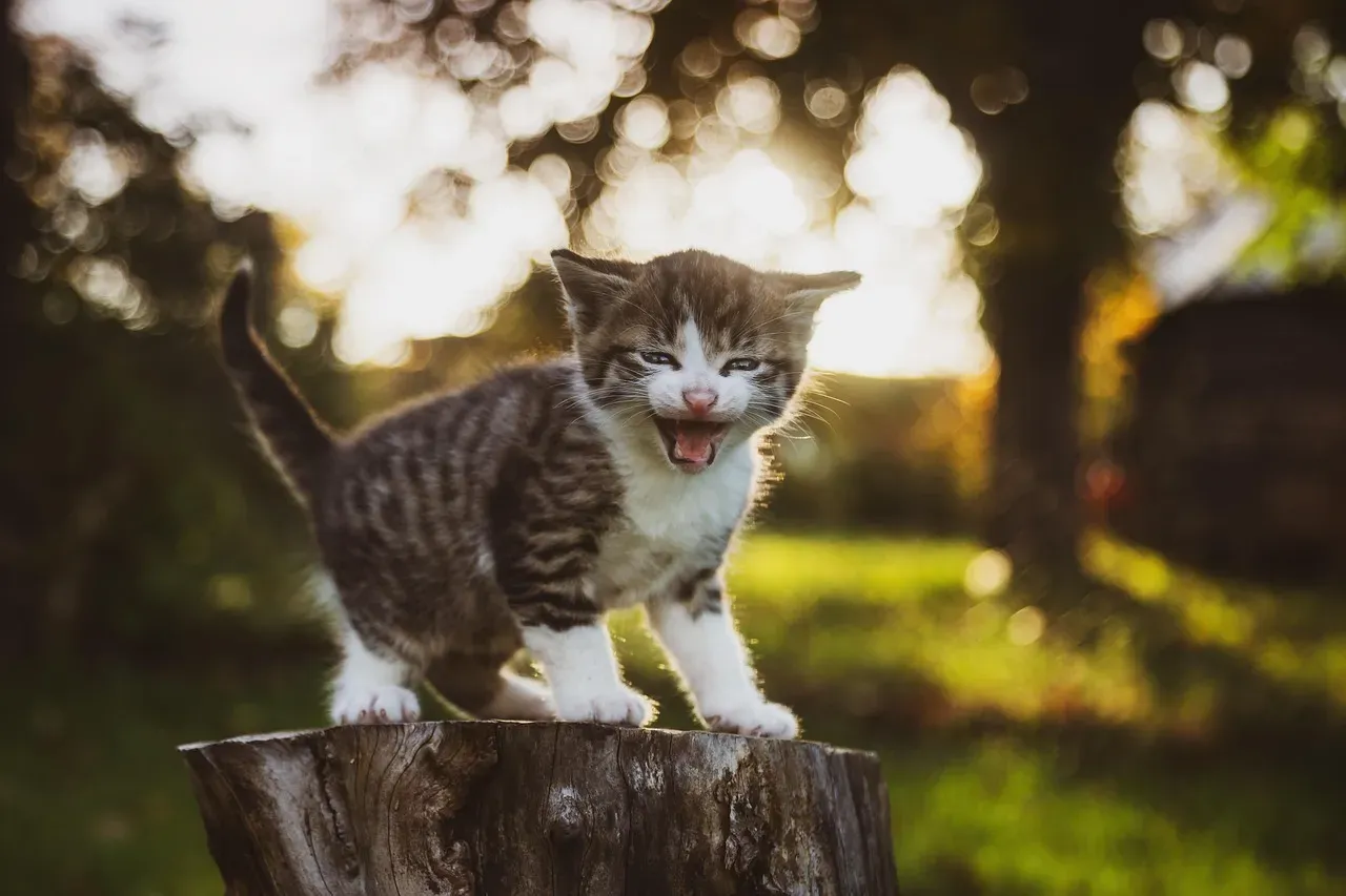 The Morning Meow Is a Learned Language, Not Just Instinct (Image Credits: Pixabay)