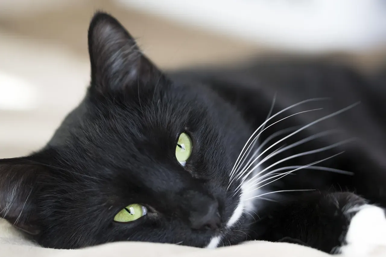 Why Your Cat Sometimes Just Stares Silently (Image Credits: Pixabay)