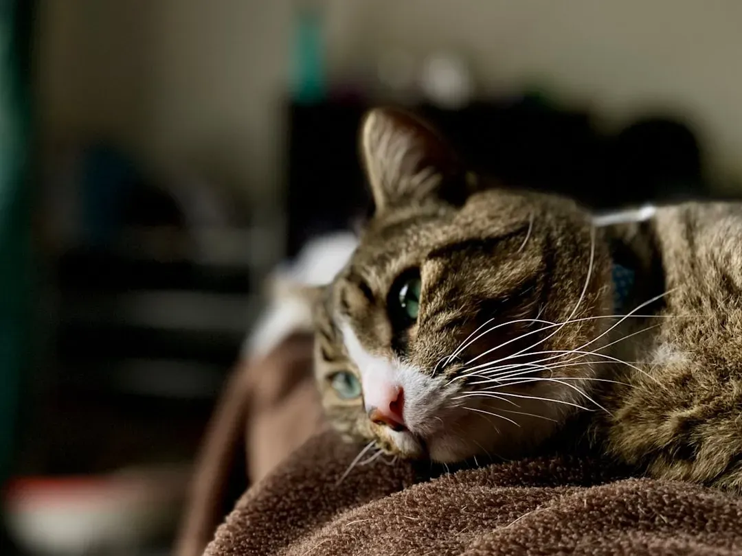 Signs Your Cat Is Distressed by Your Absence (Image Credits: Unsplash)
