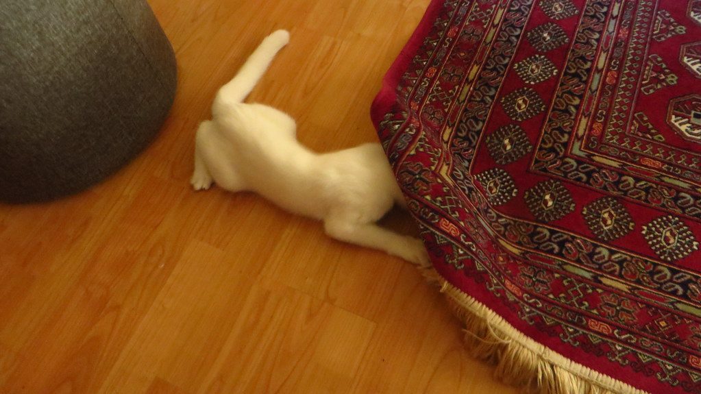 Establishing Regular Play Sessions (Image Credits: Flickr)