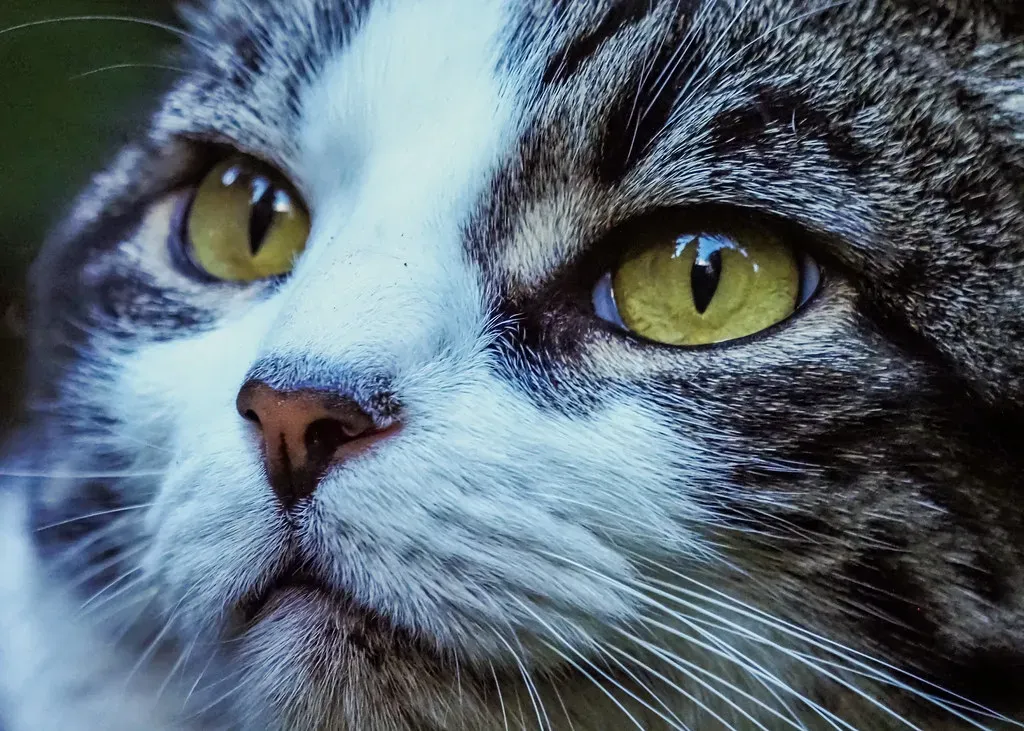 The Dominance Display You Didn't Know About (Image Credits: Flickr)