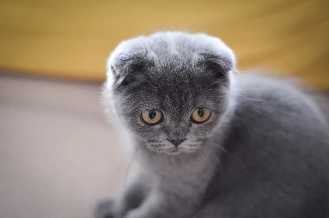 #5 Scottish Fold (Image Credits: Unsplash)