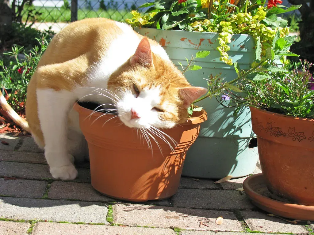 The Irresistible Allure of Catnip and Silver Vine (Image Credits: Flickr)