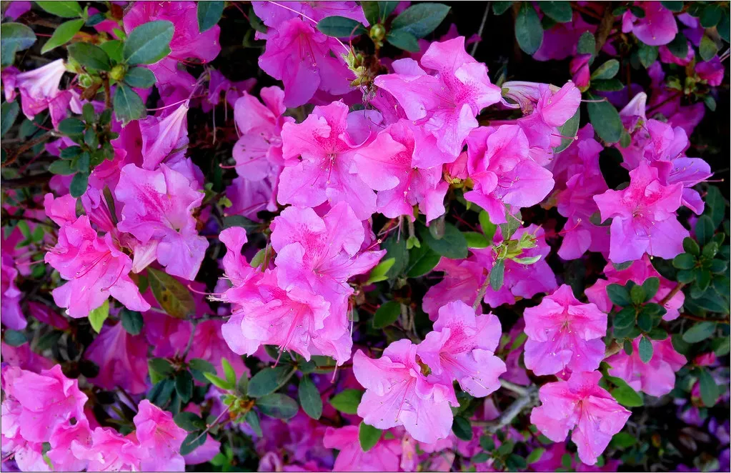 Azaleas and Rhododendrons: Garden Favorites That Spell Trouble (Image Credits: Flickr)