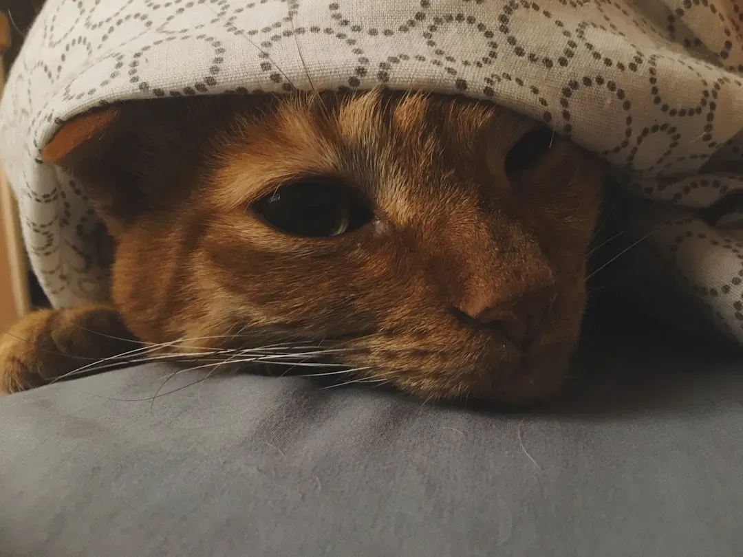 Your Head Is the Ultimate Heat Source (Image Credits: Unsplash)