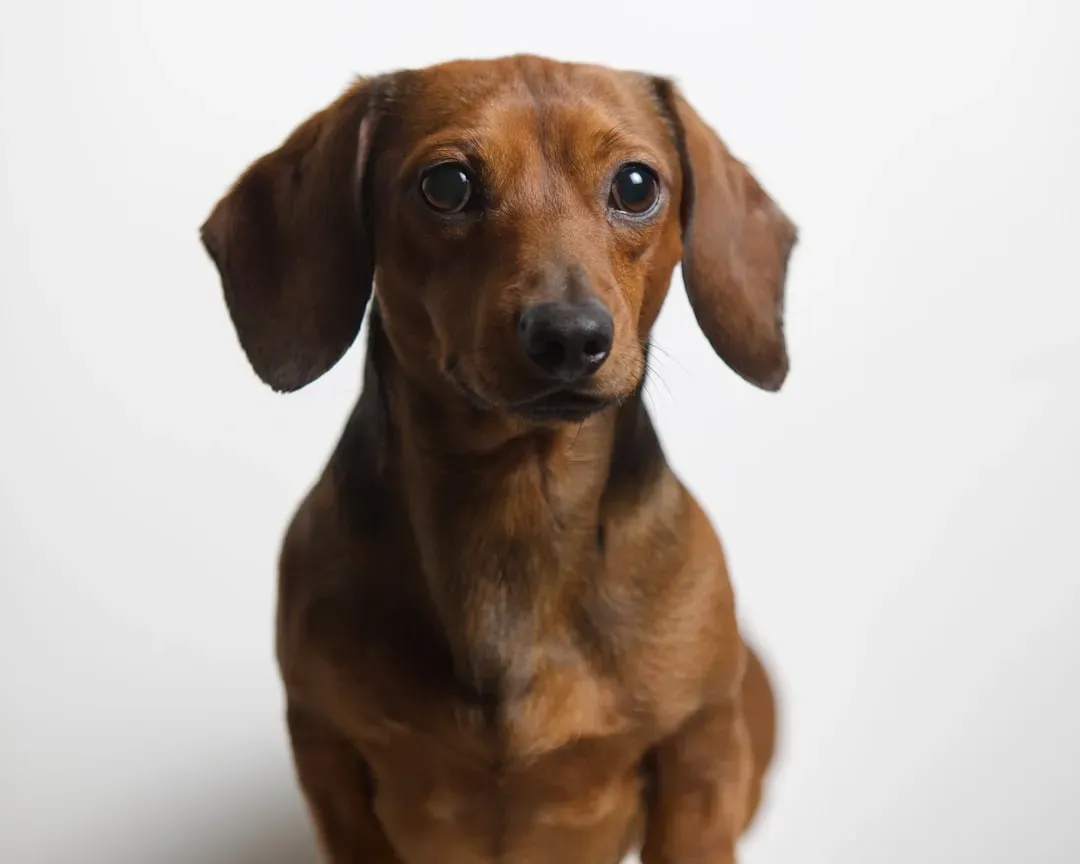 4. Dachshund: Small Dog, Enormous Appetite (Image Credits: Unsplash)