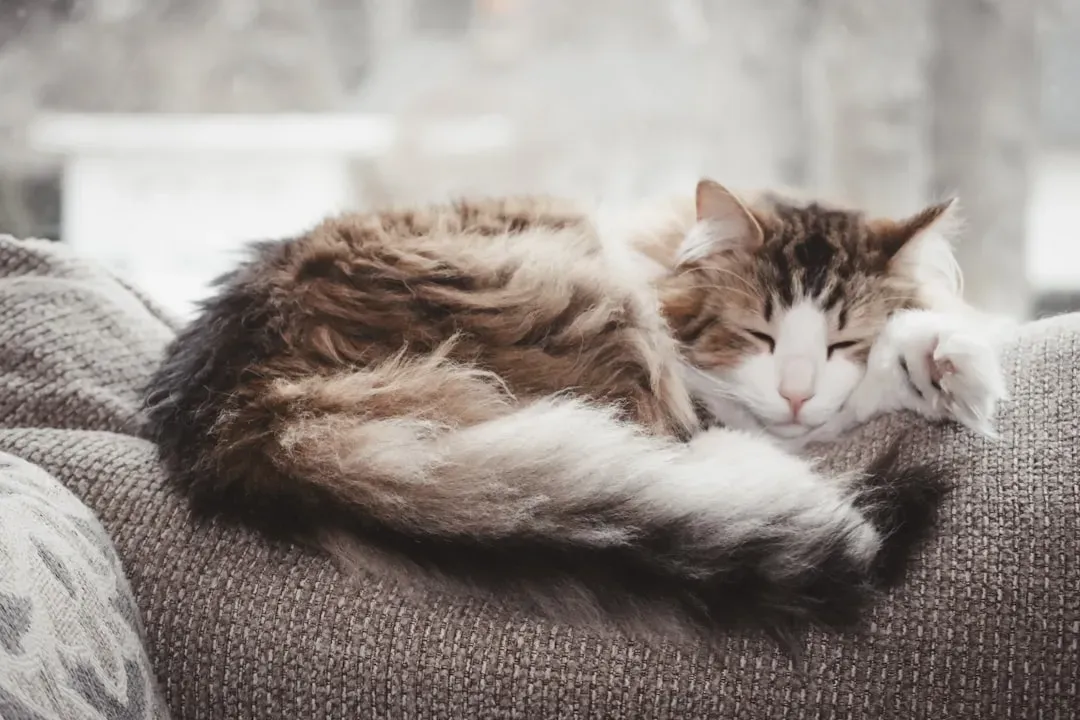 They're Sleeping Way Too Much (Even for a Cat) (Image Credits: Unsplash)