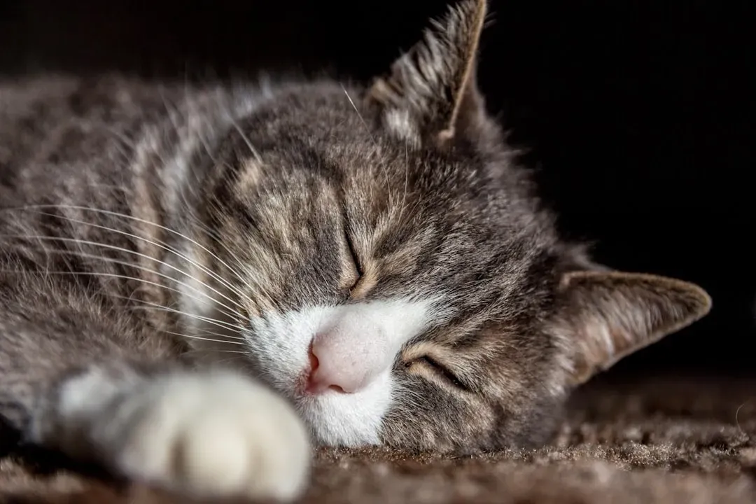 What Your Cat's Twitches and Sounds Actually Mean (Image Credits: Unsplash)