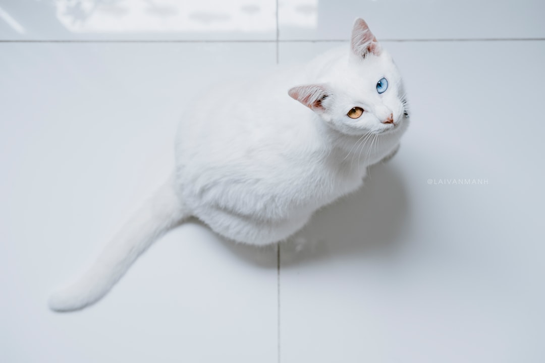 Turkish Angora: The Swimming Socialite (Image Credits: Unsplash)
