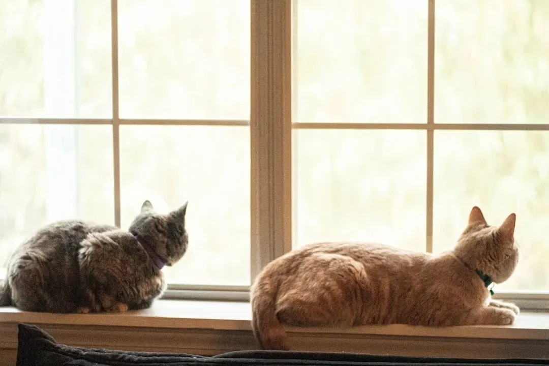 How to Enhance Your Cat's Window Experience (Image Credits: Unsplash)
