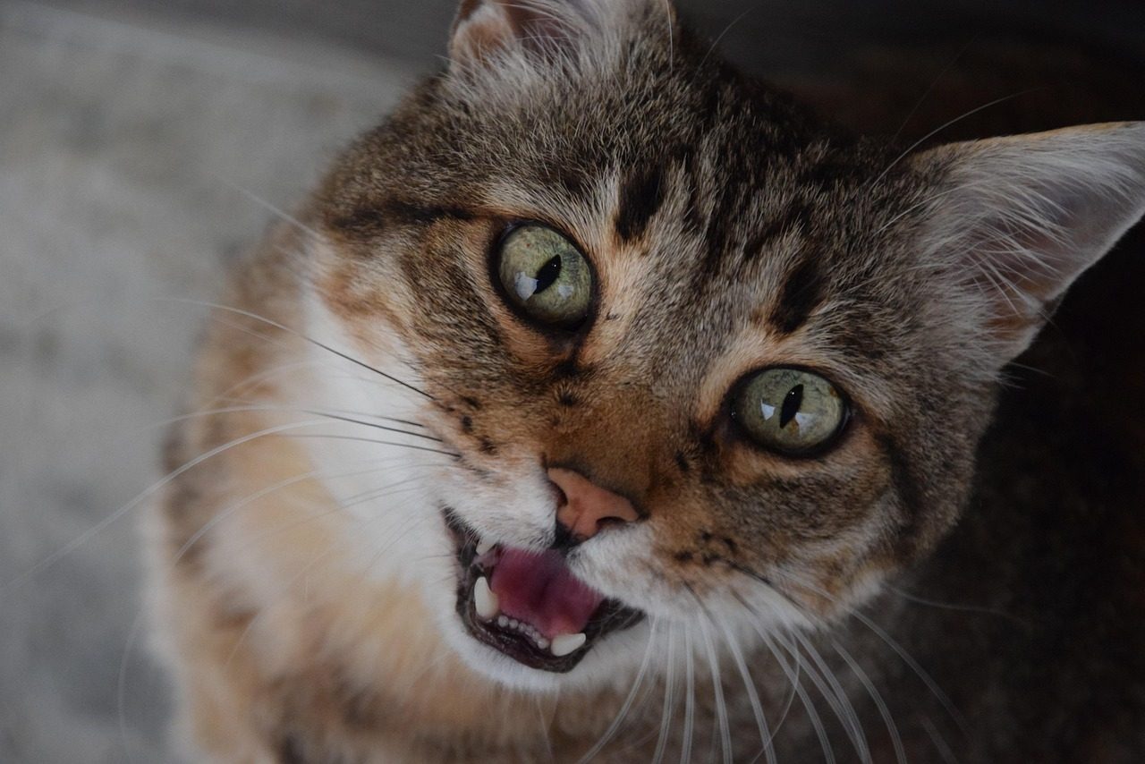 The Meow Isn't What You Think It Is (Image Credits: Pixabay)
