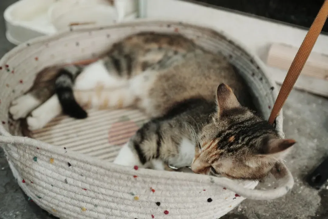 14. A Laundry Basket or Hamper: The Hidden Den (Image Credits: Unsplash)